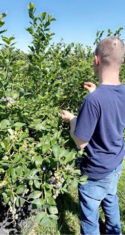 July/2022 -Picking fruits -   IMG952430